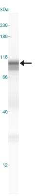 Simple Western: CPEB2 Antibody [NBP1-57416]