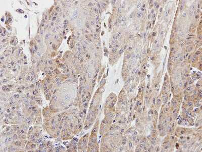 Immunohistochemistry-Paraffin: CPNE1 Antibody [NBP1-32194]