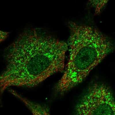 Immunocytochemistry/ Immunofluorescence: CPNE2 Antibody [NBP2-30692]