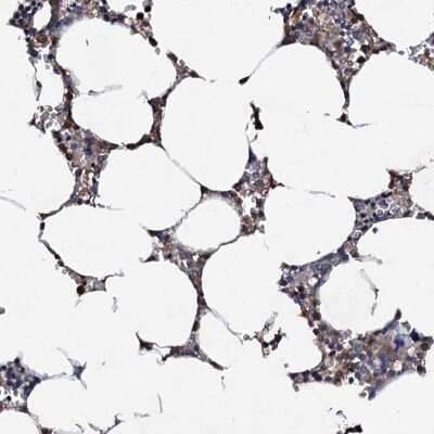 Immunohistochemistry-Paraffin: CPNE2 Antibody [NBP2-30692]