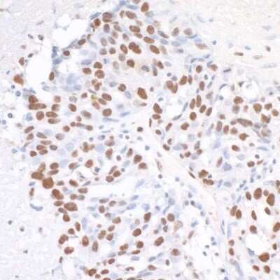 Immunohistochemistry-Paraffin: CPSF1 Antibody [NB100-79822]