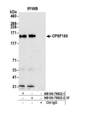 Immunoprecipitation: CPSF1 Antibody [NB100-79822]