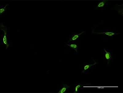 Immunocytochemistry/ Immunofluorescence: CPSF6 Antibody (1C5) [H00011052-M07]