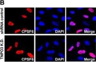 Immunocytochemistry/ Immunofluorescence: CPSF6 Antibody [NB100-61596]