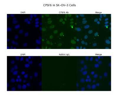 Immunocytochemistry/ Immunofluorescence: CPSF6 Antibody [NBP1-57541]