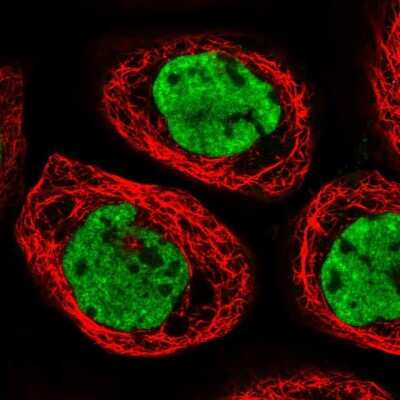 Immunocytochemistry/ Immunofluorescence: CPSF6 Antibody [NBP1-85676]