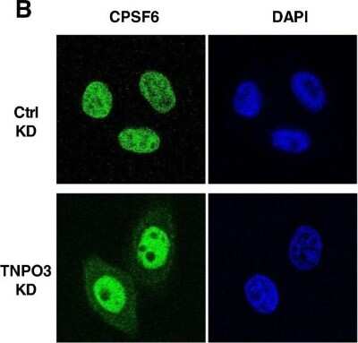 Immunocytochemistry/ Immunofluorescence: CPSF6 Antibody [NBP1-85676]