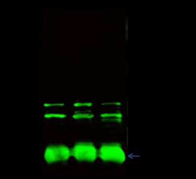 Immunoprecipitation: CPSF6 Antibody [NBP2-99189]