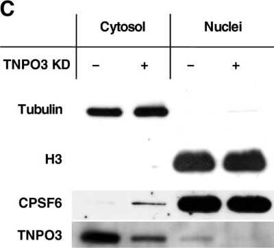 Western Blot: CPSF6 Antibody [NBP1-85676]