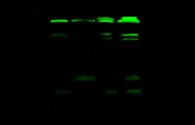 Western Blot: CPSF6 Antibody [NBP2-99189]