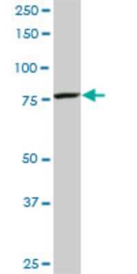 Western Blot: CPSF73 Antibody (1H8) [H00051692-M06]