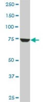Western Blot: CPSF73 Antibody (6E6) [H00051692-M01]