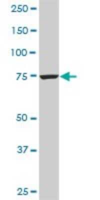 Western Blot: CPSF73 Antibody (6E6) [H00051692-M01]
