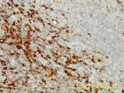 Immunohistochemistry-Paraffin: CPVL Antibody (2G5-1C1) [H00054504-M01]
