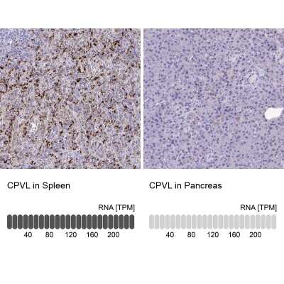 Immunohistochemistry-Paraffin: CPVL Antibody [NBP2-38792]