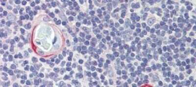 Immunohistochemistry-Paraffin: CPXCR1 Antibody [NBP1-80386]