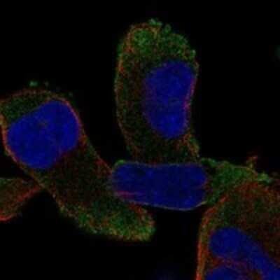 Immunocytochemistry/ Immunofluorescence: CPZ Antibody [NBP3-17157]