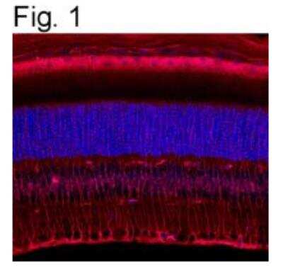 Immunocytochemistry/ Immunofluorescence: CRALBP Antibody (B2) [NB100-74392]