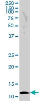 Western Blot: CRB3 Antibody [H00092359-B01P]