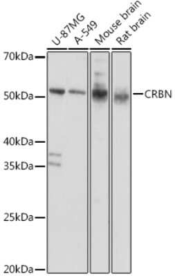 Western Blot: CRBN AntibodyAzide and BSA Free [NBP2-92446]