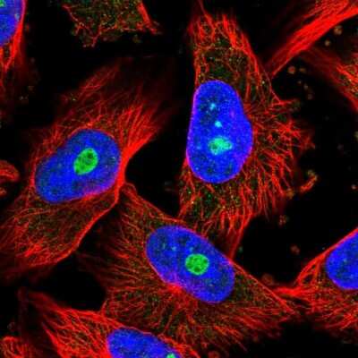 Immunocytochemistry/ Immunofluorescence: CRBN Antibody [NBP1-91810]