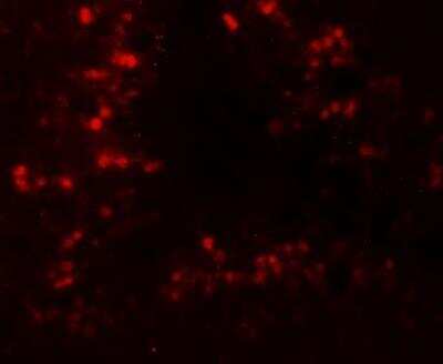 Immunocytochemistry/ Immunofluorescence: CRBN Antibody - BSA Free [NBP2-82079]