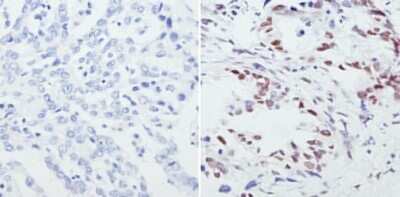 Immunohistochemistry-Paraffin: CREB Antibody [NBP2-22516]