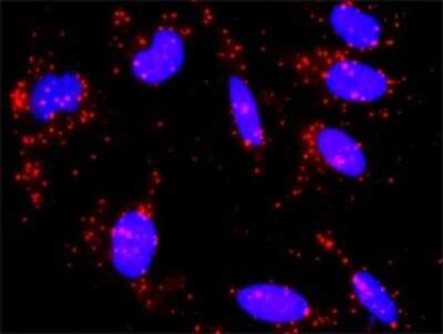 Proximity Ligation Assay: CREB3 Antibody [H00010488-D01P]