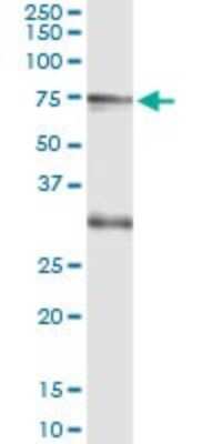 Immunoprecipitation: CREB5 Antibody (1E2) [H00009586-M01]