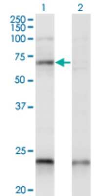 Western Blot: CREB5 Antibody (1E2) [H00009586-M01]