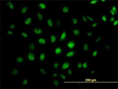 Immunocytochemistry/ Immunofluorescence: CREB5 Antibody (8A5) [H00009586-M02]