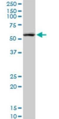 Western Blot: CREB5 Antibody (8A5) [H00009586-M02]