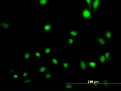 Immunocytochemistry/ Immunofluorescence: CREB5 Antibody [H00009586-B01P]