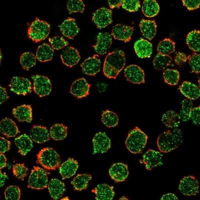 Immunocytochemistry/ Immunofluorescence: CREB5 Antibody (PCRP-CREB5-1G8) [NBP3-13818]