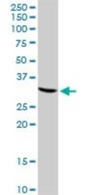 Western Blot: CREM Antibody [H00001390-D01P]
