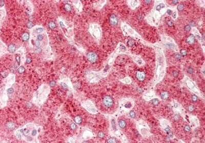 Immunohistochemistry-Paraffin: CRIP1 Antibody [NBP2-82758]