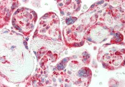 Immunohistochemistry-Paraffin: CRIP1 Antibody [NBP2-82758]