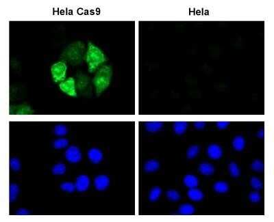 Immunocytochemistry/ Immunofluorescence: CRISPR-Cas9 Antibody (6G12) - C-terminus - Azide and BSA Free [NBP2-80680]