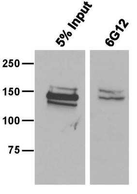 Immunoprecipitation: CRISPR-Cas9 Antibody (6G12) - C-terminus - Azide and BSA Free [NBP2-80680]