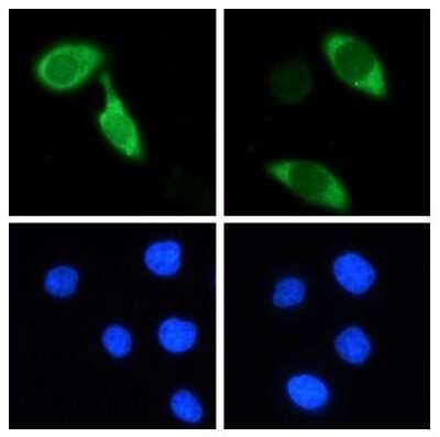 Immunocytochemistry/ Immunofluorescence: CRISPR-Cas9 Antibody (7A9-3A3) - N-Terminus - Azide and BSA Free [NBP2-80679]
