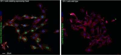Immunocytochemistry/ Immunofluorescence: CRISPR-Cas9 Antibody (7A9-3A3) - N-Terminus - BSA Free [NBP2-36440]