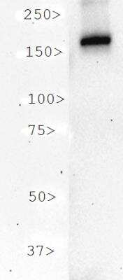 Western Blot: CRISPR-Cas9 Antibody (7A9-3A3)N-TerminusBSA Free [NBP2-36440]