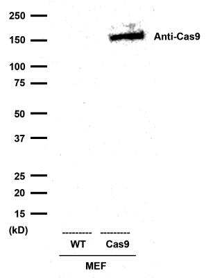 Western Blot: CRISPR-Cas9 Antibody (7A9-3A3)N-TerminusBSA Free [NBP2-36440]