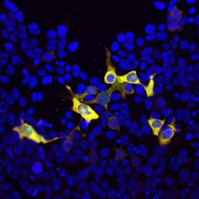 Immunocytochemistry/ Immunofluorescence: CRISPR-Cas9 Antibody [NBP3-05547]