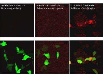 Immunofluorescence: CRISPR-Cas9 Antibody [NBP2-52718]