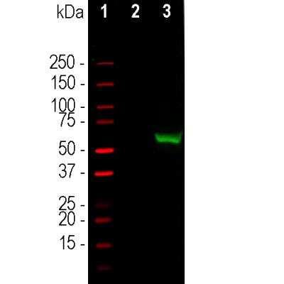 Western Blot: CRISPR-Cas9 Antibody [NBP3-05547]
