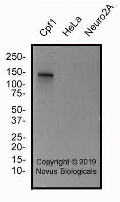 Western Blot: CRISPR-Cpf1 Antibody (2D5-6G11)BSA Free [NBP2-78819]