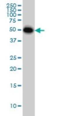 Western Blot: CRLF1 Antibody (4F4) [H00009244-M01]