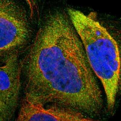 Immunocytochemistry/ Immunofluorescence: CRLF3 Antibody [NBP1-84382]