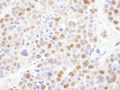 Immunohistochemistry-Paraffin: CRM1 Antibody [NB100-79802]